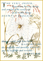 Marie Angel Spider (Encouragement Art Prints)