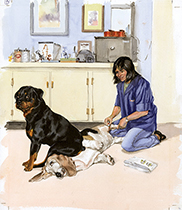 Carl Sitting on a Basset Hound (Signed) (Good Dog, Carl Art Prints)